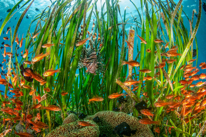 seagrass wwf