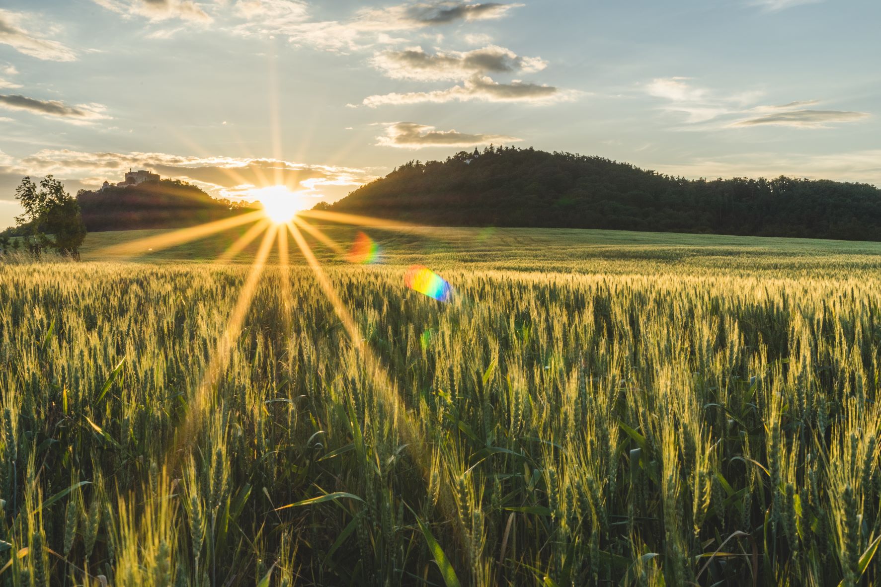 Crops of the future.